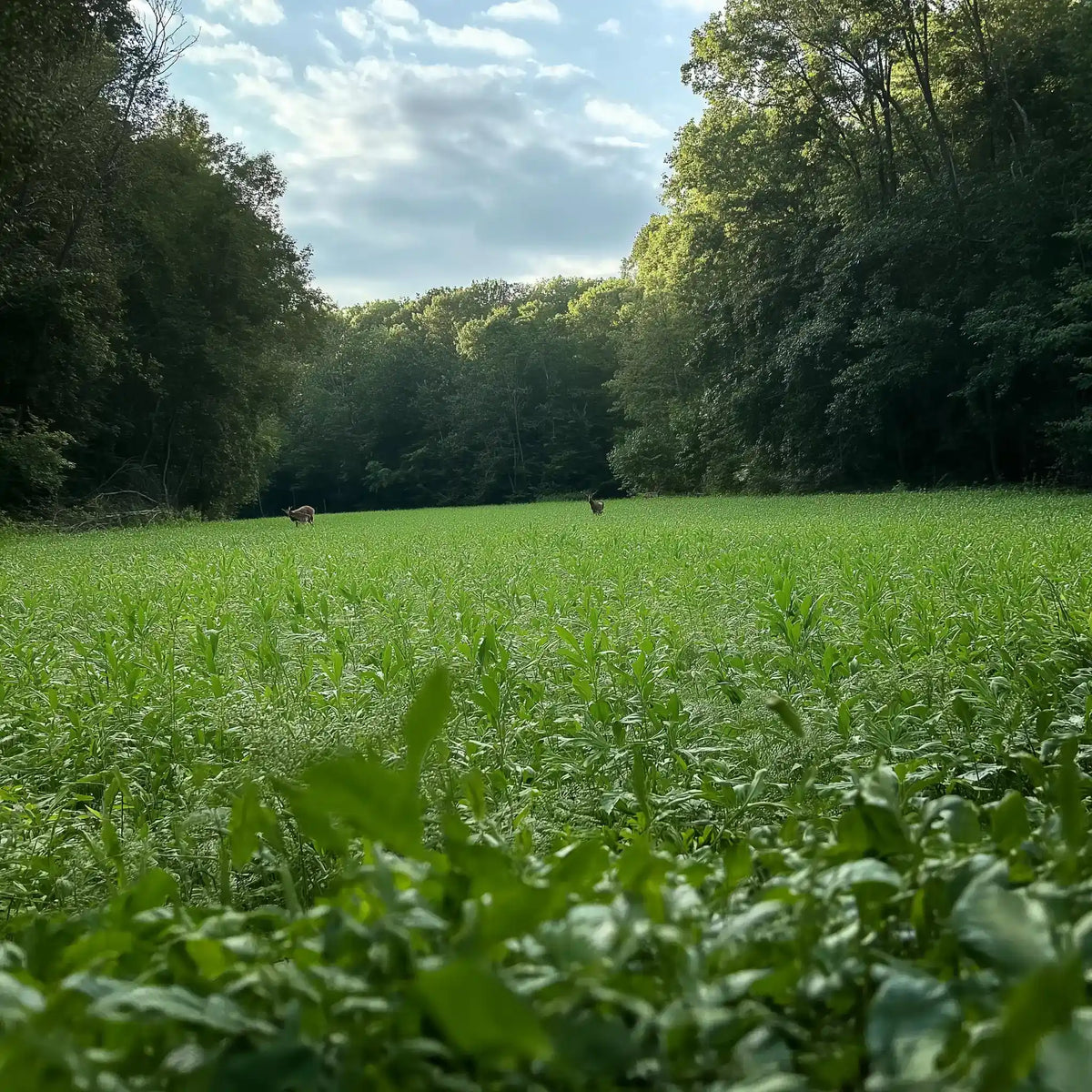 Shady Patch: Best Food Plot Seeds for Deer – No-Till Blend