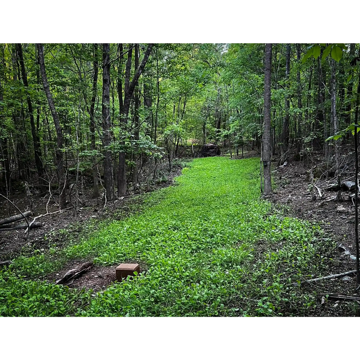 Shady Patch: Best Food Plot Seeds for Deer – No-Till Blend